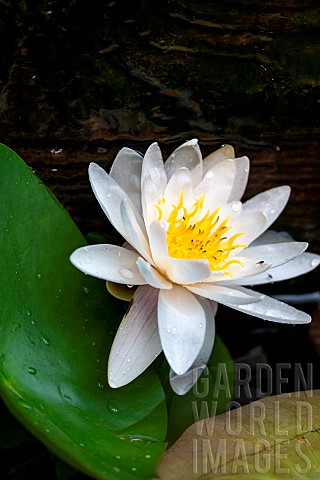 White_water_lily_Nymphaea_alba_PyrnesOrientales_France