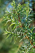 Prickly Juniper (Juniperus oxycedrus) needles, Pyrénées-Orientales, France