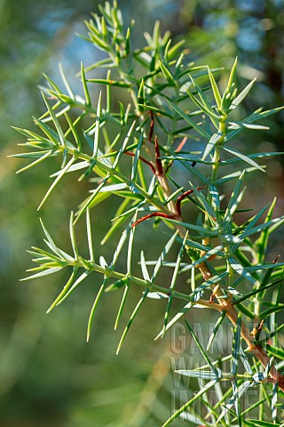 Prickly_Juniper_Juniperus_oxycedrus_needles_PyrnesOrientales_France