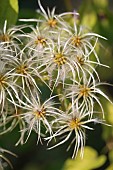 Feathery achenes of Old Man Beard (Clematis vitalba), Gard, France