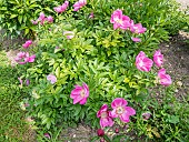 Garden peony (Paeonia lactiflora) Honor. Breeeder : Saunders 1941