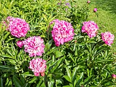 Garden peony (Paeonia lactiflora) Auguste Dessert Breeder : Dessert (FRA) 1920