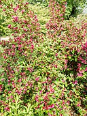Weigelia (Weigela florida) Bristol Ruby in bloom in spring