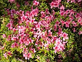 Dwarf Rhododendron (Rhododendron keiskei) Wee Bee