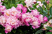 Garden peony (Paeonia lactiflora) Mr Jules Elie Crousse (FRA) 1888