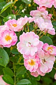 Rose (Rosa Polyantha) Castor Breeder: Barni 1987