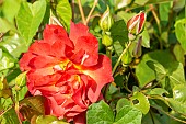 Rose (Rosa floribunda) Cinco de Mayo Breeder: Carruth (USA) 2006