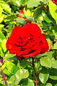 Hybrid Tea Rose (Rosa x hybrida) Marcel Pagnol Breeder: Meilland 1992