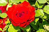 Hybrid Tea Rose (Rosa x hybrida) Marcel Pagnol Breeder: Meilland 1992