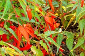 Begonia (Begonia boliviensis) ?Bossa Nova flowers
