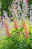 Marsh lupine (Lupinus polyphyllus), Raceme Catnip (Nepeta racemosa) Walkers Low and European columbine (Aquilegia vulgaris) Nora Barlow in bloom