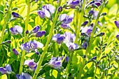 Blue Wild Indigo (Baptisia australis), flowers