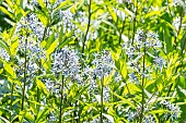 Fringed Bluestar (Amsonia ciliata), flowers