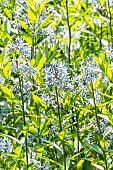 Fringed Bluestar (Amsonia ciliata), flowers