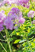 Meadow-rue (Thalictrum aquilegiifolium rubrum), flowers