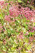 Coralbell (Heuchera sp) Richt Kafer, flowers