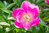 Garden peony (Paeonia lactiflora) Honor. Breeeder : Saunders 1941
