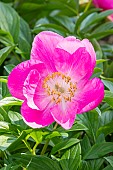 Garden peony (Paeonia lactiflora) Honor. Breeeder : Saunders 1941