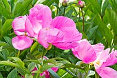 Garden peony (Paeonia lactiflora) Honor. Breeeder : Saunders 1941