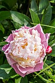 Garden peony (Paeonia lactiflora) Jeanne dArc Obtenteur : Calot 1858