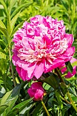 Garden peony (Paeonia lactiflora) Alexandre Dumas Obtenteur : Guérin 1862