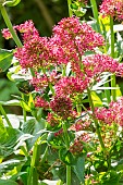 Red valerian (Centranthus ruber) flowers
