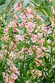 Penstemon hybrid (Penstemon sp) Rosée dAnjou, flowers