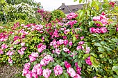 Modern Hybrid Rose (Rosa x) Marjorie Fair and Angela, Ecole du Breui, Paris, France