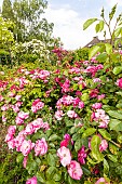 Modern Hybrid Rose (Rosa x) Marjorie Fair and Angela, Ecole du Breui, Paris, France