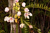 Philippine ground orchid (Spathoglottis plicata) flowers, New Caledonia