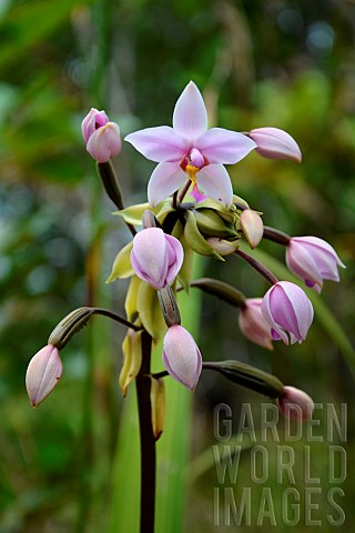 Philippine_ground_orchid_Spathoglottis_plicata_flowers_New_Caledonia