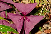 False shamrock (Oxalis triangularis) leaves, New Caledonia