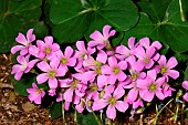 Violet Wood Sorrel (Oxalis violacea) flowers, New Caledonia