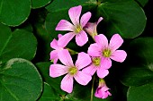 Violet Wood Sorrel (Oxalis violacea) flowers, New Caledonia