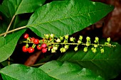 Bloodberry (Rivina humilis) fruits, Ile des Pins, New Caledonia