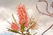 Grevillea (Grevillea gillivrayi) flowers, Chutes de la Madeleine, New Caledonia