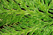 Spikemoss (Selaginella megastachya), New Caledonia