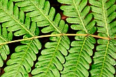 Queens-veil Maiden Fern (Thelypteris quelpaertensis), New Caledonia