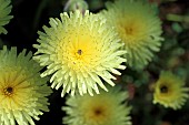 Smooth Golden Fleece (Urospermum dalechampii) flowers, Gard, France