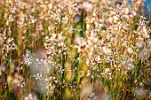 Wild radish (Raphanus raphanistrum) in bloom, Vaucluse, France