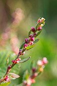 Common knotgrass (Polygonum aviculare), Gard, France