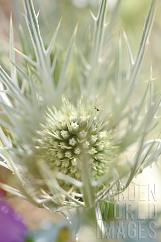 Silver_eryngo_Eryngium_spinalba_Mont_Ventoux_Vaucluse_France