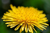 Dandelion (Taraxacum sp) flower, France