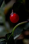 Climbing nightshade (Solanum dulcamara) ripe fruit, Vaucluse, France