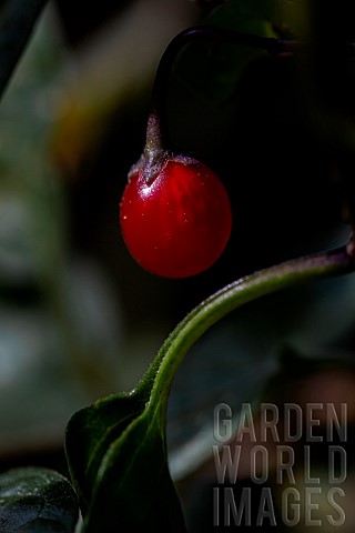 Climbing_nightshade_Solanum_dulcamara_ripe_fruit_Vaucluse_France