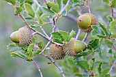 Kermes Oak (Quercus coccifera) acorns on tree in autumn, Gard, France