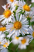 Common Michelmas daisy (Symphyotrichum x salignum) flowers, Gard, France