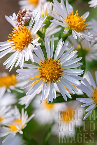 Common_Michelmas_daisy_Symphyotrichum_x_salignum_flowers_Gard_France
