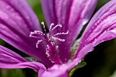 Common mallow (Malva sylvestris), stigmas with pollen grains, Gard, France