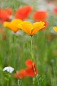 California poppy (Eschscholzia californica) flower in a garden, Lorraine, France